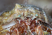 Striped Hermit Crabl, (Pagurus anachoretus), Vervece rock, Marine Protected area Punta Campanella, Massa Lubrense, Penisola Sorrentina, Costa Amalfitana, Italy, Tyrrhenian Sea, Mediterranean
