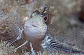 Blennie pilicorne (Parablennius pilicornis), zone de protection marine Punta Campanella, Massa Lubrense, Peninsule de Sorrente, Côte amalfitaine, Italie, mer Tyrrhénienne, Méditerranée.