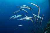 Shoal of barracuda, (Sphyraena sphyraena), Vervece rock, Marine Protected area Punta Campanella, Massa Lubrense, Penisola Sorrentina, Costa Amalfitana, Italy, Tyrrhenian Sea, Mediterranean