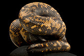 African Burrowing Python (Calabaria reinhardtii), on black background