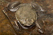 Albina Surinam toad (Pipa aspera) on a leaf