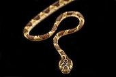Amazon Basin Tree Snake (Imantodes lentiferus), on black background