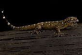 Annulated gecko (Gonatodes annularis) female, on black background