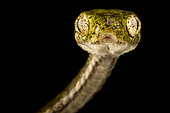 Bengkulu cat snake (Boiga bengkuluensis), on black background
