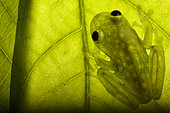 Cappelei's glassfrog (Hyalinobatrachium cappellei) on a leaf