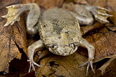Carvalho's Surinam toad (Pipa carvalhoi) on dead leaves