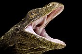 Crocodile Monitor (Varanus (Papusaurus) salvadorii ), on black background