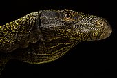 Crocodile monitor (Varanus salvadorii), on black background