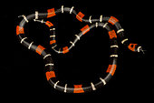 Guiana's ribbon coral snake (Micrurus lemniscatus lemniscatus), on black background