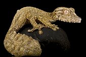 Henkel’s leaf-tailed gecko (Uroplatus henkeli), on black background