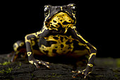 Hoogmoed's harlequinfrog (Atelopus hoogmoedi), on black background