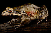 Knudsen's frog (Leptodactylus knudseni), on black background
