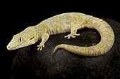 Large-scaled chameleon gecko (Eurydactylodes symmetricus), on black background