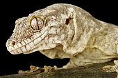 Lesser rough-snouted giant gecko (Rhacodactylus trachycephalus), on black background