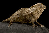 Magombera Bearded pygmy chameleon (Rieppeleon brevicaudatus) magombera, on black background