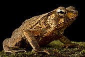Marty's Mitred Toad (Rhinella martyi), on black background