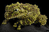 Mossy frog (Theloderma corticale), on black background