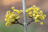 Cornelian cherry (Cornus mas) flowers