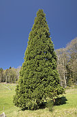 Giant sequoia (Sequoiadendron giganteum)