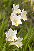 White Freesia (Freesia alba), flowers