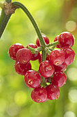 Dotted wild coffee (Psychotria punctata), fruits