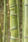Golden bamboo (Phyllostachys aurea), stem