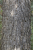 Aleppo pine (Pinus halepensis), bark