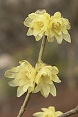 Yellow wintersweet (Chimonanthus praecox) 'Luteus', flowers