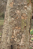Japanese elm (Zelkova serrata), bark