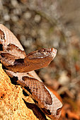 Southern copperhead (Agkistrodon contortrix contortrix), Sometimes parthenogenetic. East Texas to North Florida. No in his biotop.