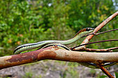 Striped bronzeback (Dendrelaphis caudolineatus) on a branch, Belitung, Indonesia, S.E. Asia