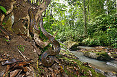 Reticulated python (Malayopython reticulatus) in forest, Sulawesi, Indonesia, S.E. Asia