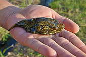 Freshwater Pufferfish (Pao sp), Belitung, River, Indonesia. Toxic (Tetraodotoxin)