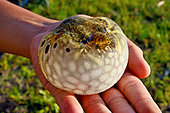 Freshwater Pufferfish (Pao sp) inflated in a defensive posture, Belitung, River, Indonesia. Toxic (Tetraodotoxin)