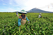 Tea plantation and picking, under the volcano, Kerenci, Sumatra, Indonesia
