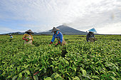 Tea plantation and picking, under the volcano, Kerenci, Sumatra, Indonesia
