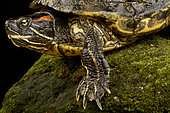 Red-eared Slider (Trachemys scripta elegans), on black background