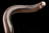 Reticulate Worm Snake (Amerotyphlops reticulatus), on black background