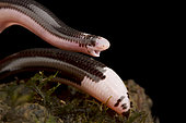 Reticulate Worm Snake (Amerotyphlops reticulatus), on black background