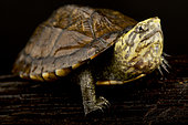 Scorpion Mud Turtle (Kinosternon scorpioides scorpioides), on black background