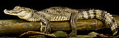 spectacled caiman (Caiman crocodilus), on black background