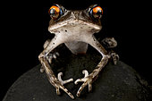 Spotted Litter Frog (Leptobrachium hendricksoni) on black background