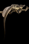 Sulawesi Sailfin Lizard (Hydrosaurus microlophus) (2), on black background