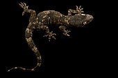 Tropical House Gecko (Hemidactylus benguellensis), on black background