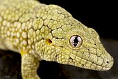 Vieillard's chameleon gecko (Eurydactylodes vieillardi), on black background