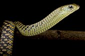 Western Black Tree Snake (Thrasops occidentalis), on black background