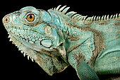 Wild Blue Iguana (Iguana iguana) Suriname, on black background
