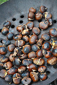 Pan-roasted chestnuts, chestnuts (Castanea sativa) harvested in the forest, seasonal food