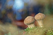 Common Puffball (Lycoperdon perlatum), Mushroom growing on humus in the woods, Gers, France.