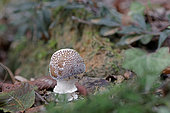 Panther mushroom (Amanita pantherina). Toxic mushroom. Landes, France